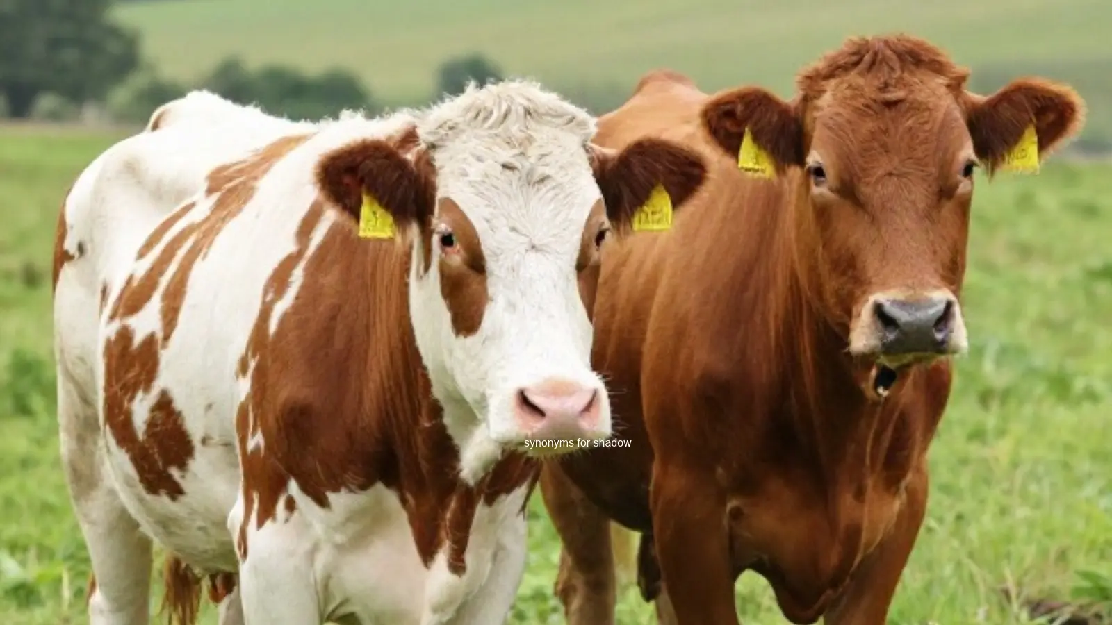antonyms for livestock